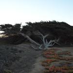 Cambria_0574 (November 02, 2013)